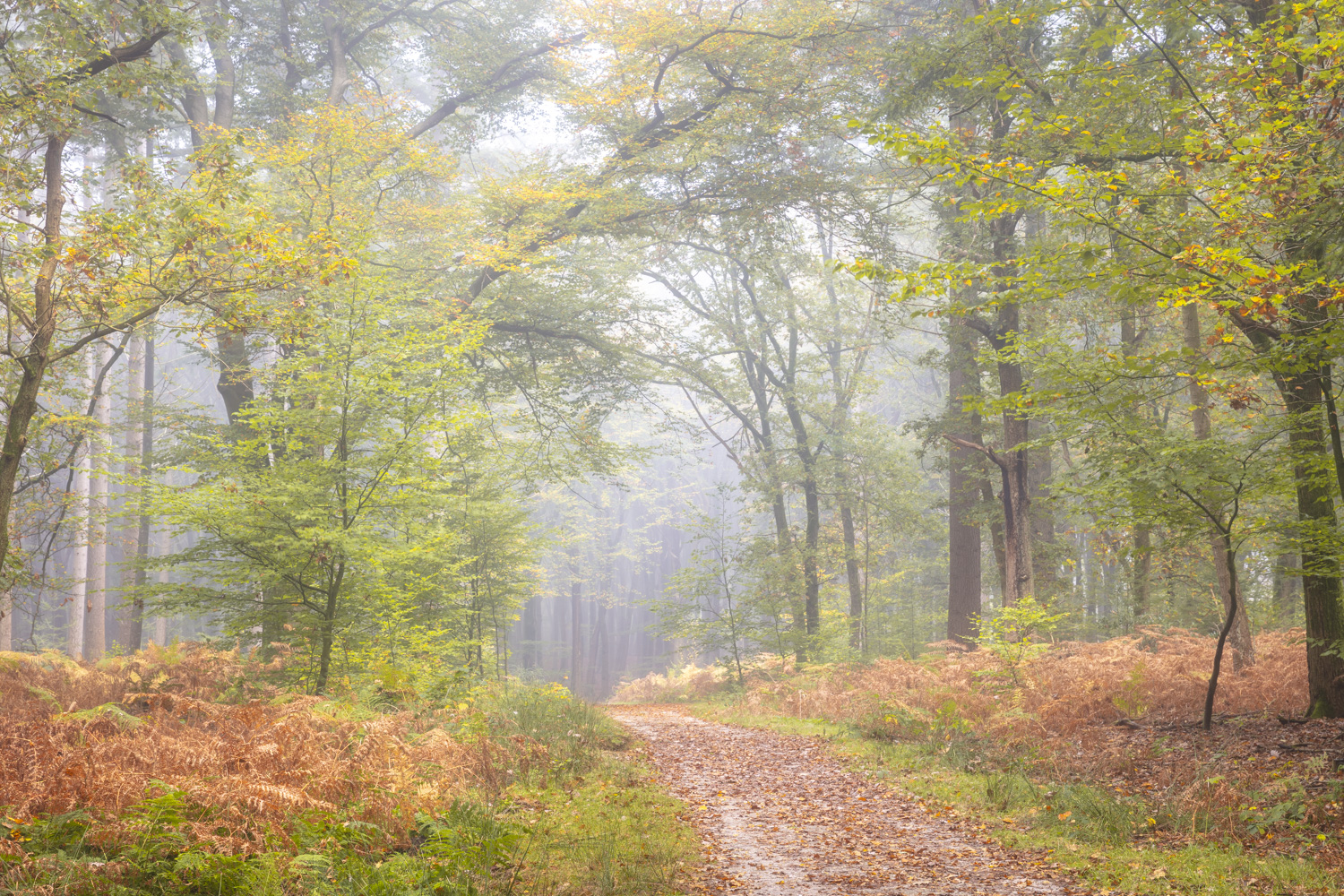 Mist fotograferen - 10 Tips en tricks voor mist fotografie